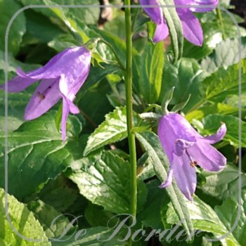 Campanula pyramidalis