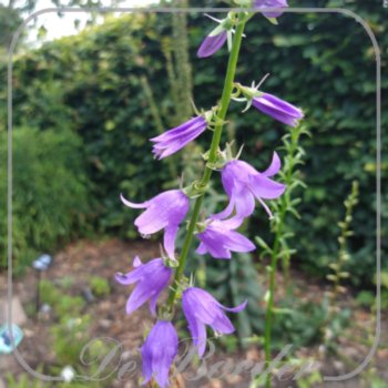 Campanula pyramidalis