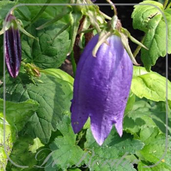 Campanula 'Sarastro'