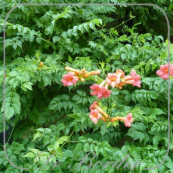 campsis-radicans-395 Campsis radicans