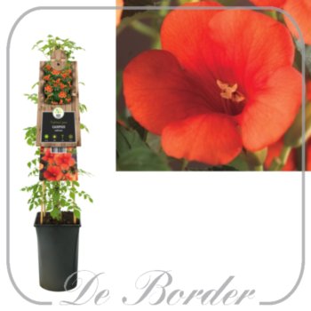 campsis-radicans-623 Campsis radicans