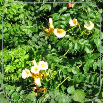 Campsis radicans 'Flava'