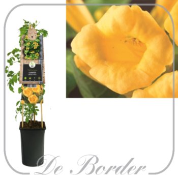 Campsis radicans 'Flava'