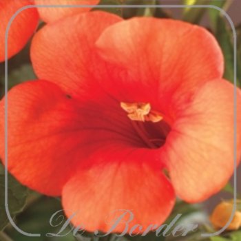 Campsis tagliabuana 'Madame Galen'