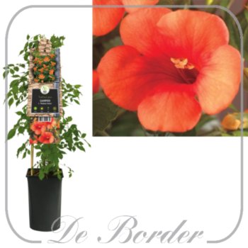 Campsis tagliabuana 'Madame Galen'