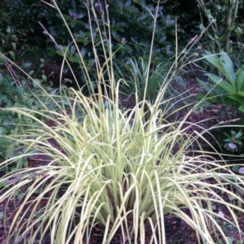 carex-elata-aurea-100 Carex elata 'Aurea'