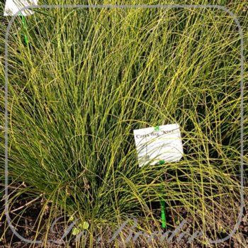 Carex flagellifera 'Kiwi'