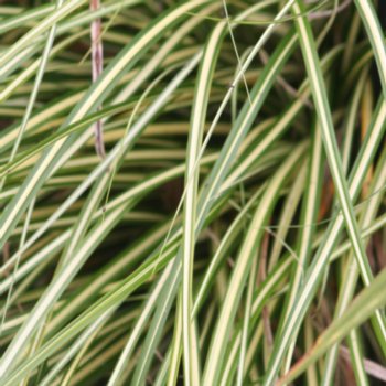 carex-foliosissima-cream-dance-877 Carex foliosissima 'Cream Dance'