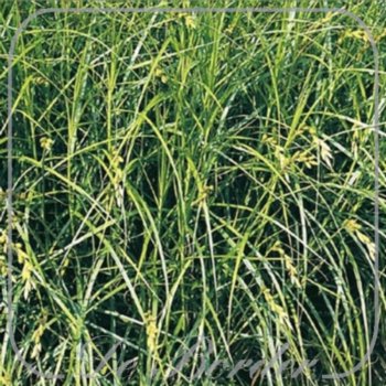 Carex muskingumensis