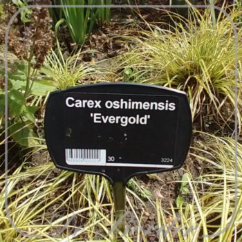 Carex oshimensis 'Evergold'