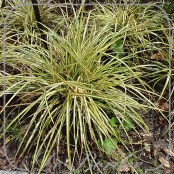 Carex oshimensis 'Evergold'