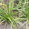 Carex oshimensis 'Green Wonder'