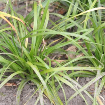 Carex oshimensis 'Green Wonder'