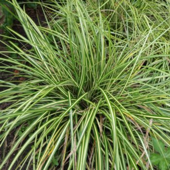 carex-oshimensis-ice-cream-184 Carex oshimensis 'Ice Cream'