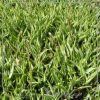 Carex siderosticta 'Variegata'