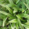Carex siderosticta 'Variegata'