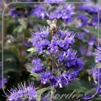 Caryopteris clandonensis 'Grand Bleu'