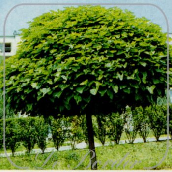 Catalpa bignonioides 'Nana'