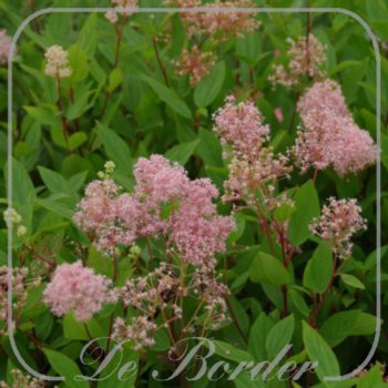 Ceanothus pallidus 'Marie Simon'