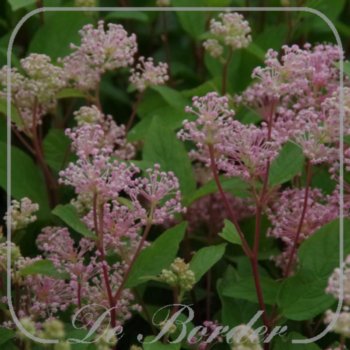 Ceanothus pallidus 'Marie Simon'