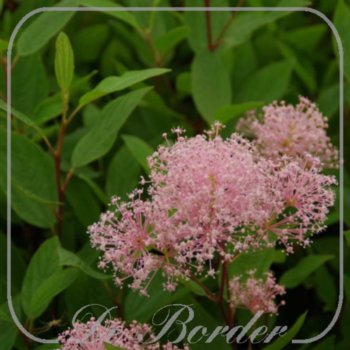 Ceanothus pallidus 'Marie Simon'
