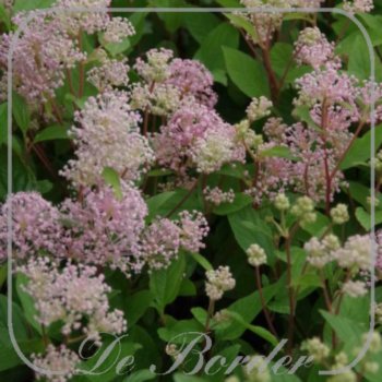 Ceanothus pallidus 'Marie Simon'
