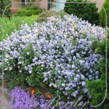 ceanothus-thyrsiflorus-var-repens-184 Ceanothus thyrsiflorus var.repens