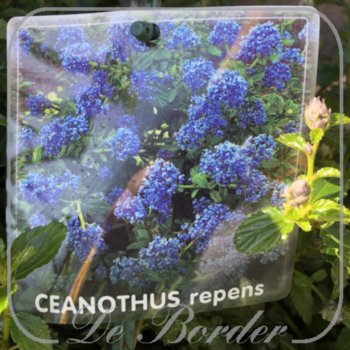 ceanothus-thyrsiflorus-var-repens-25-30-cm-c2-410 Ceanothus thyrsiflorus var.repens