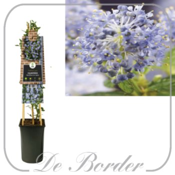 ceanothus-thyrsiflorus-var-repens-25-30-cm-c2-635 Ceanothus thyrsiflorus var.repens