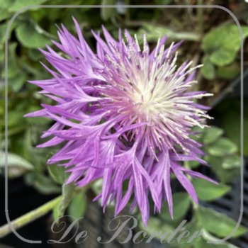 centaurea-hypoleuca-john-coutts-266 Centaurea hypoleuca 'John Coutts'