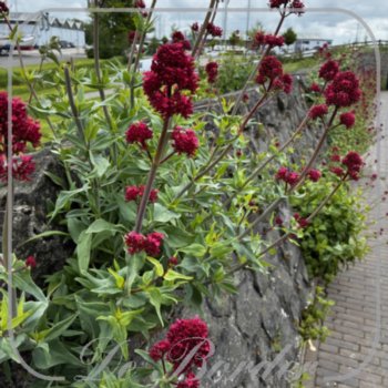 centranthus-ruber-270 Centranthus ruber