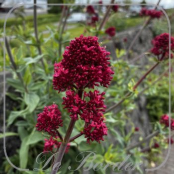 Centranthus ruber 'Coccineus'