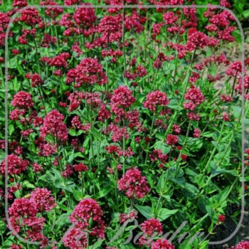 Centranthus ruber 'Coccineus'