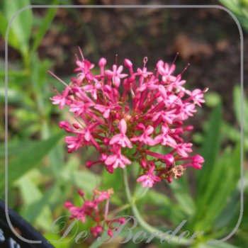 Centranthus ruber 'Pretty Betsy'