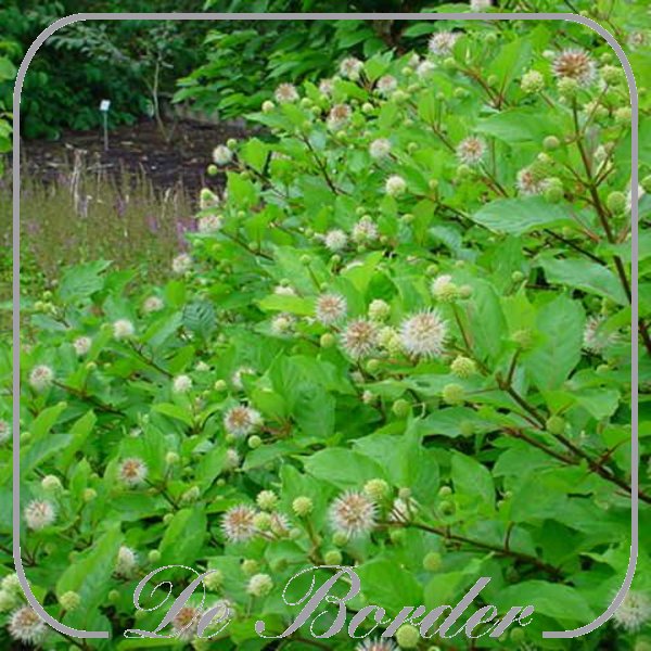 Cephalanthus occidentalis