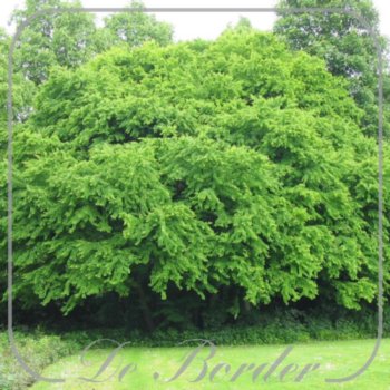 cercidiphyllum-japonicum-900 Cercidiphyllum japonicum