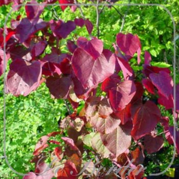 cercis-canadensis-forest-pansy-529.jpg Cercis canadensis 'Forest Pansy'