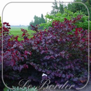 cercis-canadensis-forest-pansy-646.jpg Cercis canadensis 'Forest Pansy'