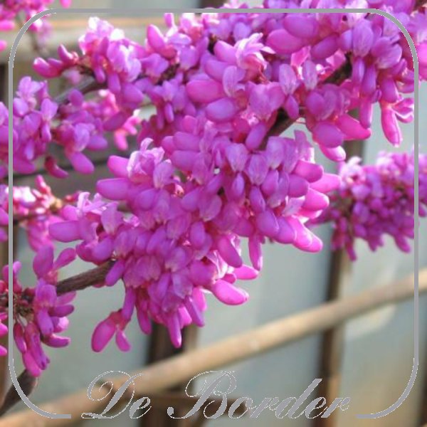 Cercis chinensis 'Avondale'