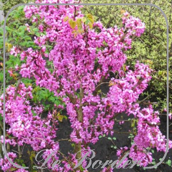 Cercis chinensis 'Avondale'
