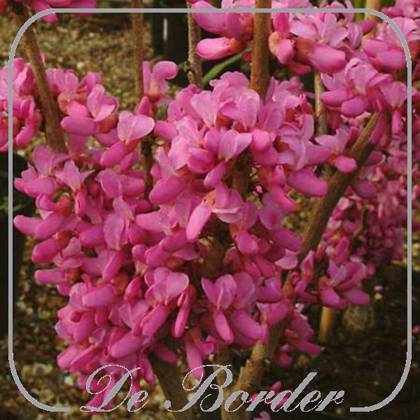 Cercis chinensis 'Avondale'