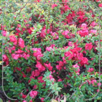 Chaenomeles superba 'Texas Scarlet'
