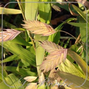 Chasmanthium latifolium