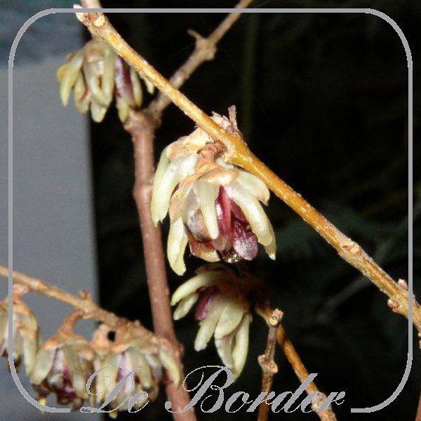 Chimonanthus praecox 'Grandiflorus'