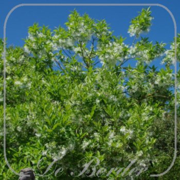 chionanthus-virginicus-014 Chionanthus virginicus