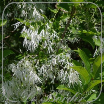 chionanthus-virginicus-270 Chionanthus virginicus