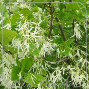chionanthus-virginicus-40-60-cm-c5-745 Chionanthus virginicus