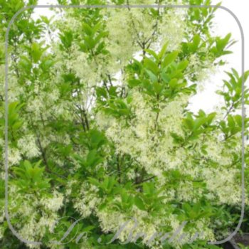 chionanthus-virginicus-40-60-cm-c5-747 Chionanthus virginicus