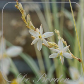 chlorophytum-saundersiae-starlight-662.jpg Chlorophytum saundersiae 'Starlight'