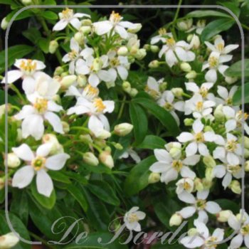 choisya-ternata-c5-306 Choisya ternata